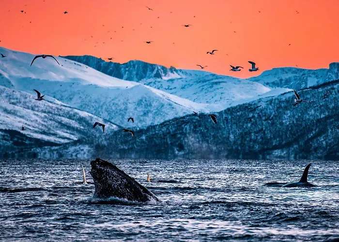 Reisa بيت خشبي